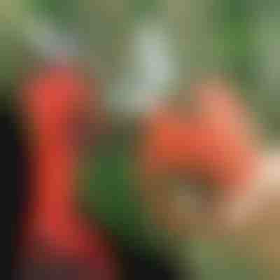 Foarfecă electrică | WHIZZPRUNER